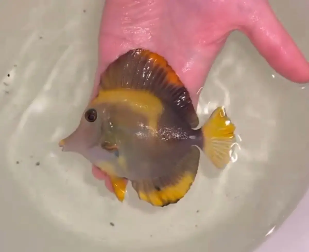 Abberent Koi Tang - Wysiwyg 1
