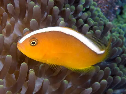 Orange Skunk Clownfish (Wild Caught Trio) 1