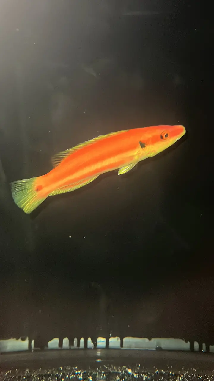 Bodianus “Kimura” (Wysiwyg) 1