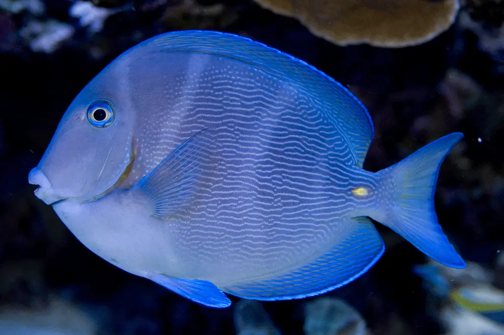 Atlantic Blue Tang-2-3” 1