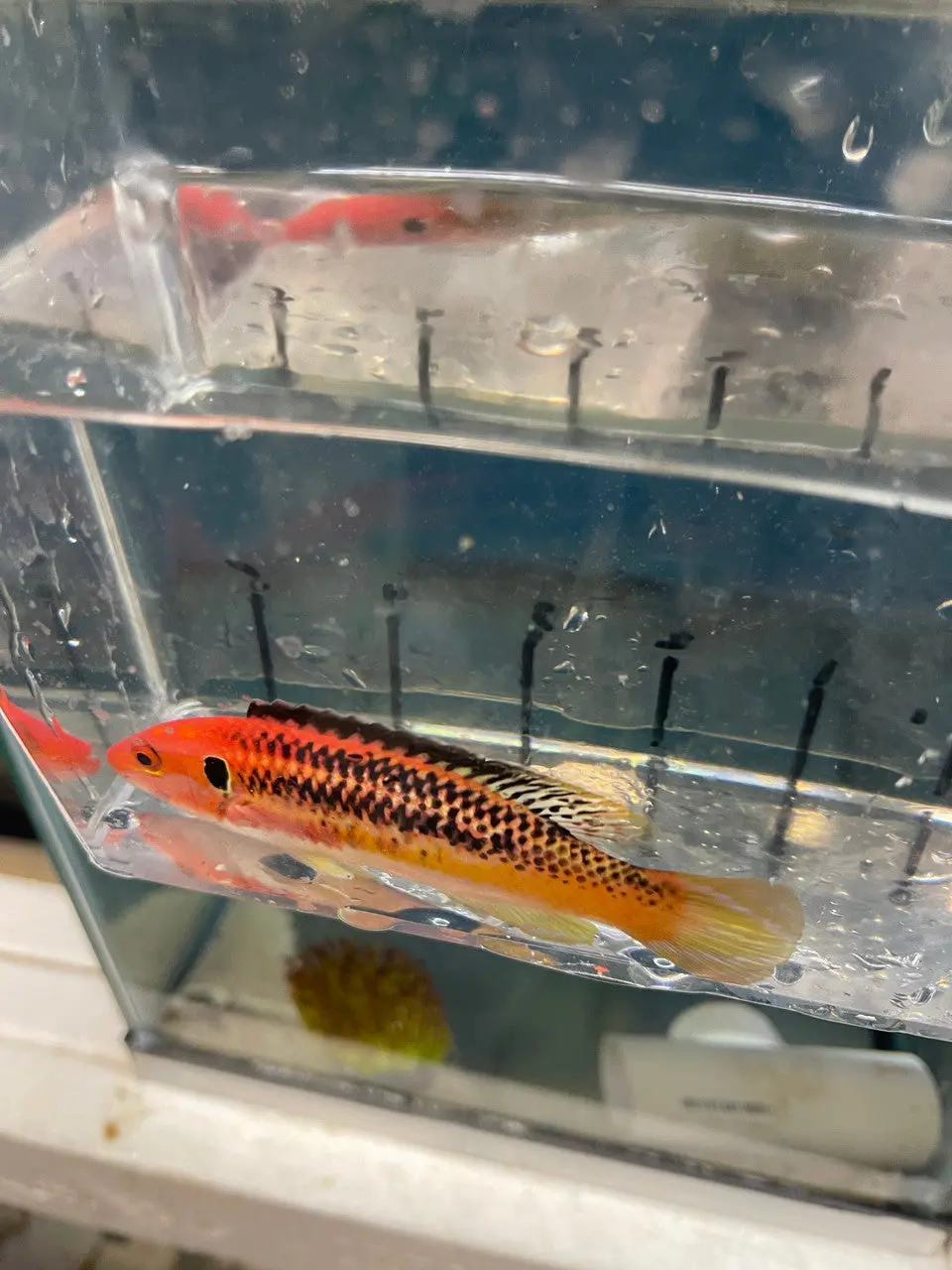 Izu Hogfish |Bodianus Izuensis (4-5') 1