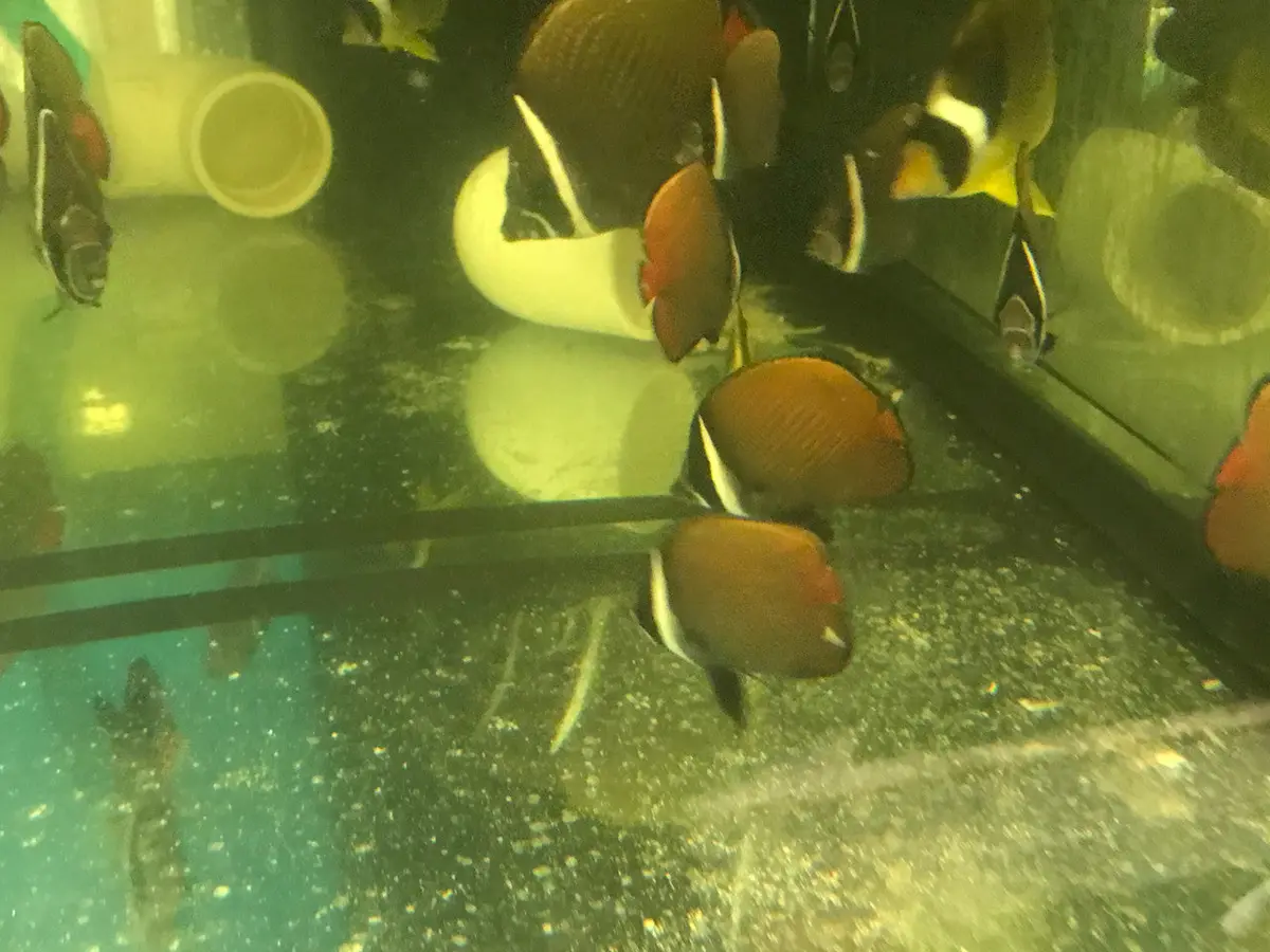 Collare (Pakistani) Butterflyfish  2" 1