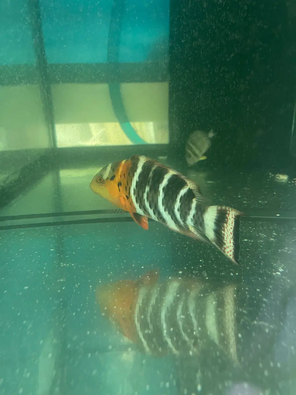 Red Breasted Wrasse(8") 1