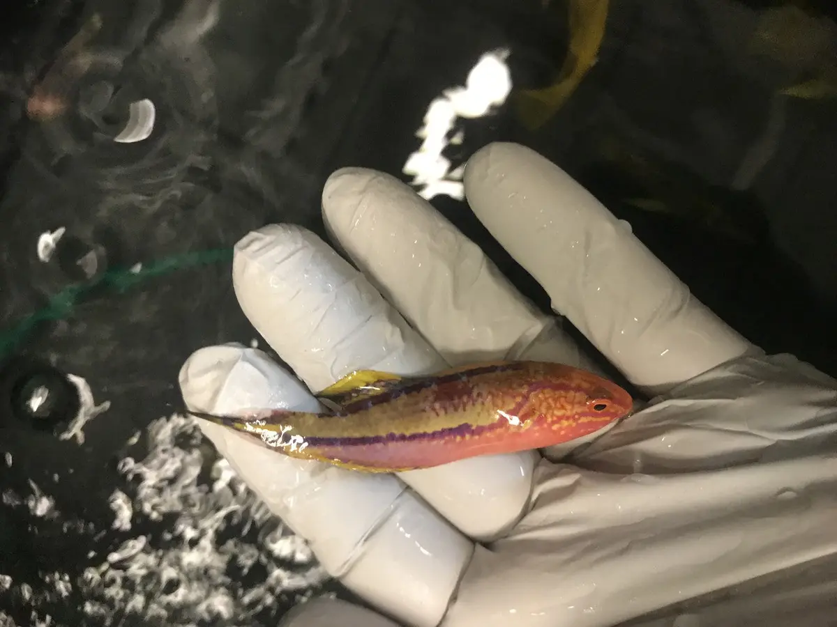 Pin Tail Fairy Wrasse| Cirrhilabrus Isosceles (Xxl Supermale) 1