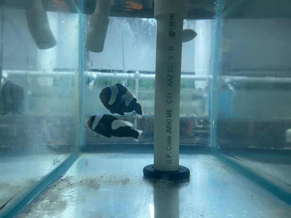 Black Saddleback Clownfish 1