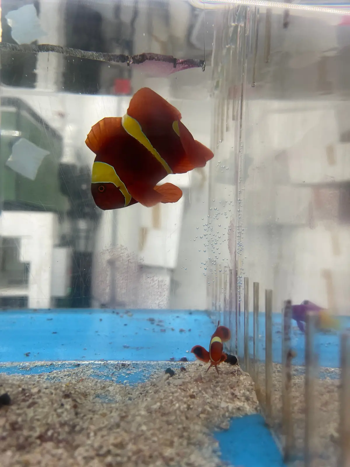 Gold Stripe Maroon Clownfish Pair 1