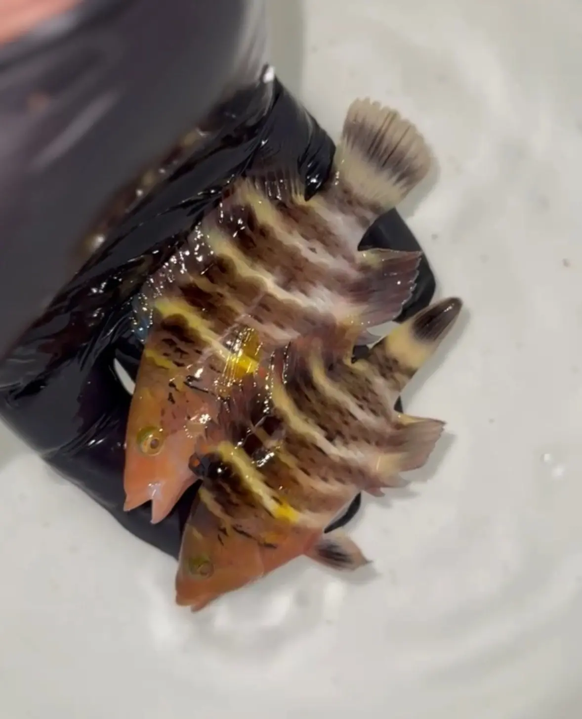 Red Sea Red Breasted Wrasse | Cheilinus Faschiatus (3-4") 1
