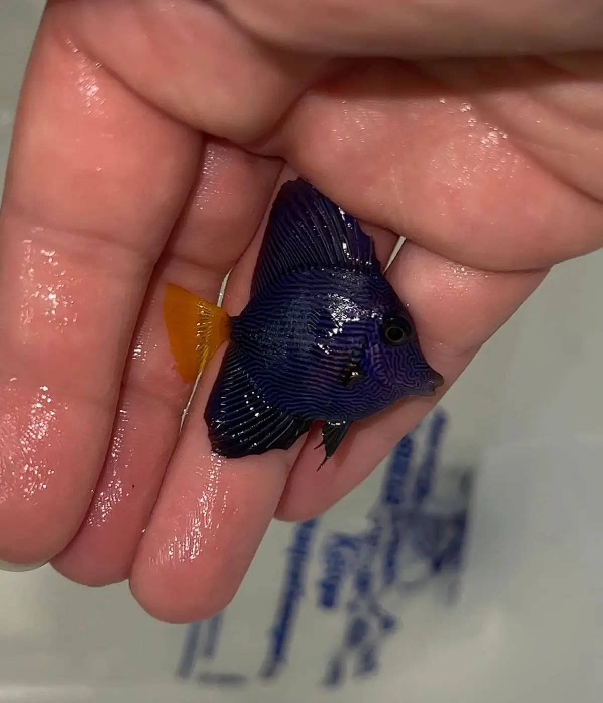 Tiny Red Sea Purple Tang | Zebrasoma Xanthurus (1”) 1
