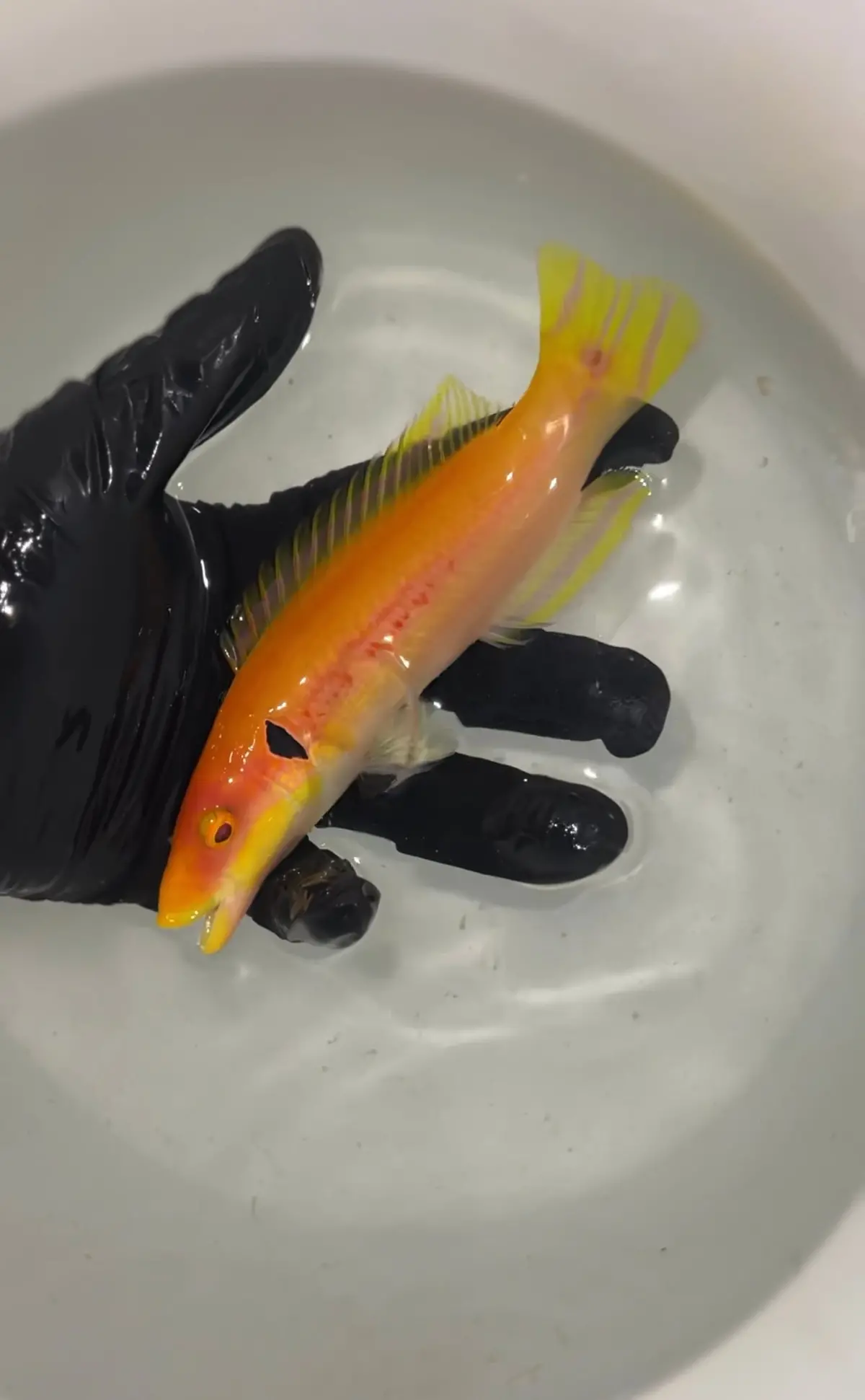 Bodianus Tanyokidus - Black Ear Candy Hogfish 1