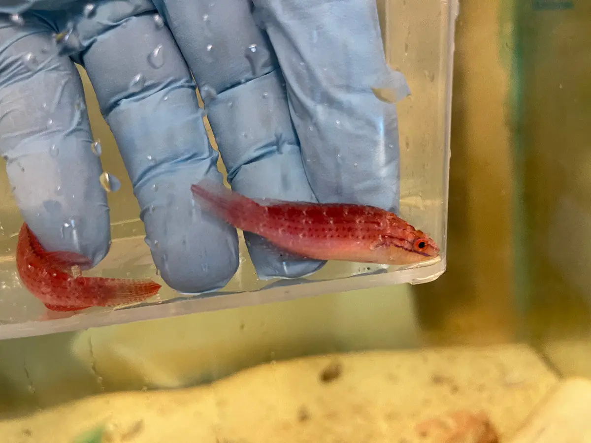 Kwazulu Fairy Wrasse - Cirrhilabrus Spp 1