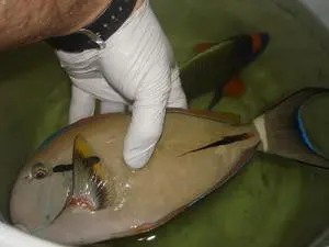 Black Shoulder Tang-10-12" 1