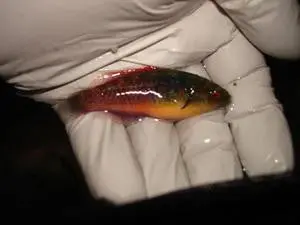 Ruby Head Fairy Wrasse 1