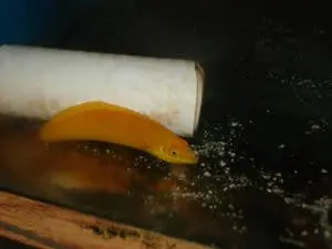 Yellow Coris Wrasse-2-3” 1
