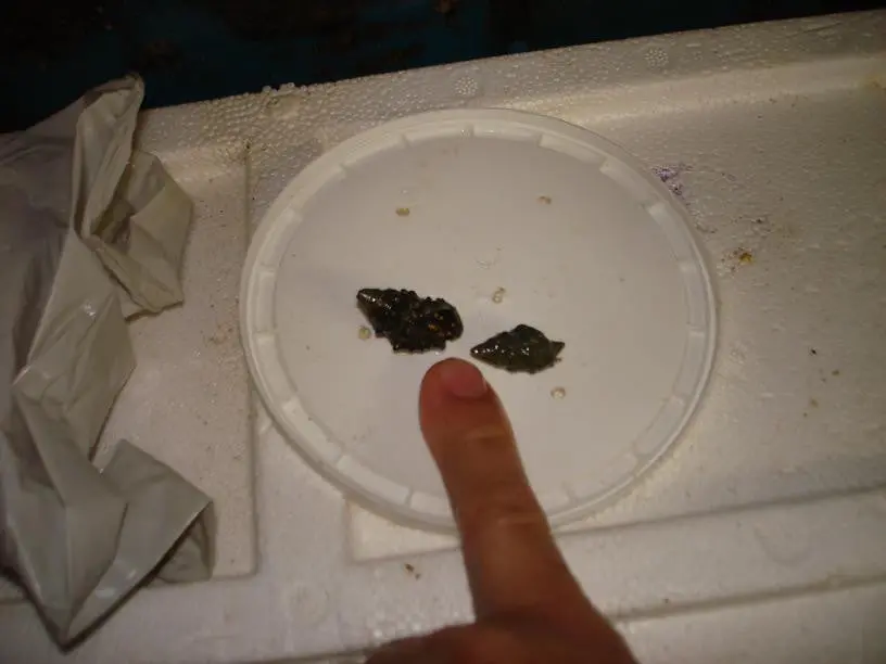 African Reef Hermit Crabs 1