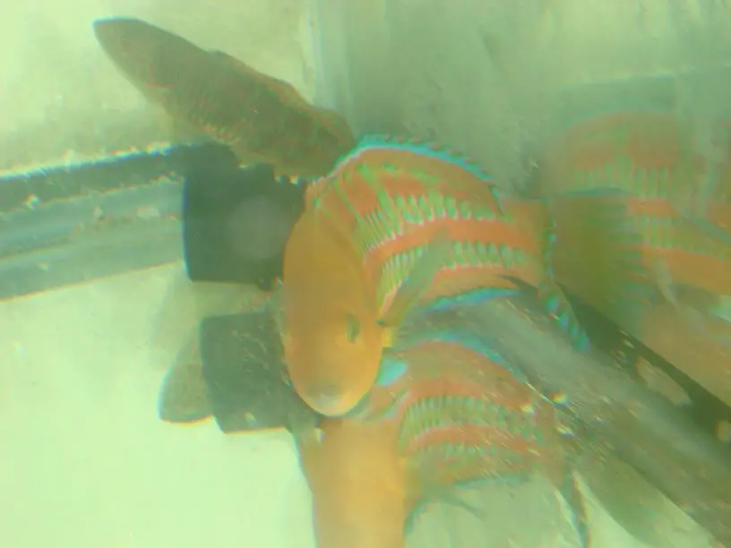 Surge Wrasse (Female/Hawaii)-4-6" 1