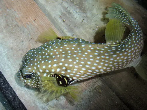 Stars And Stripes Pufferfish-10-12" 1