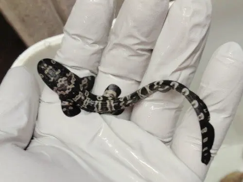 Baby Zebra Catshark 4-6" 1