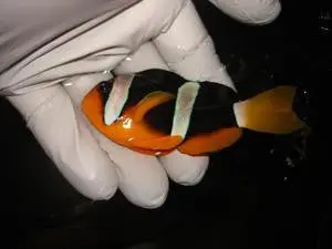 Clarkii Clownfish Pair 1