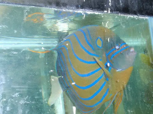 Blue Ring Angel (9") 1