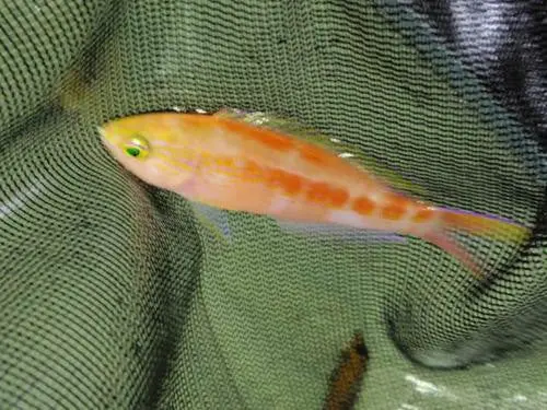 Hawaiian Deep-Sea Anthias 1