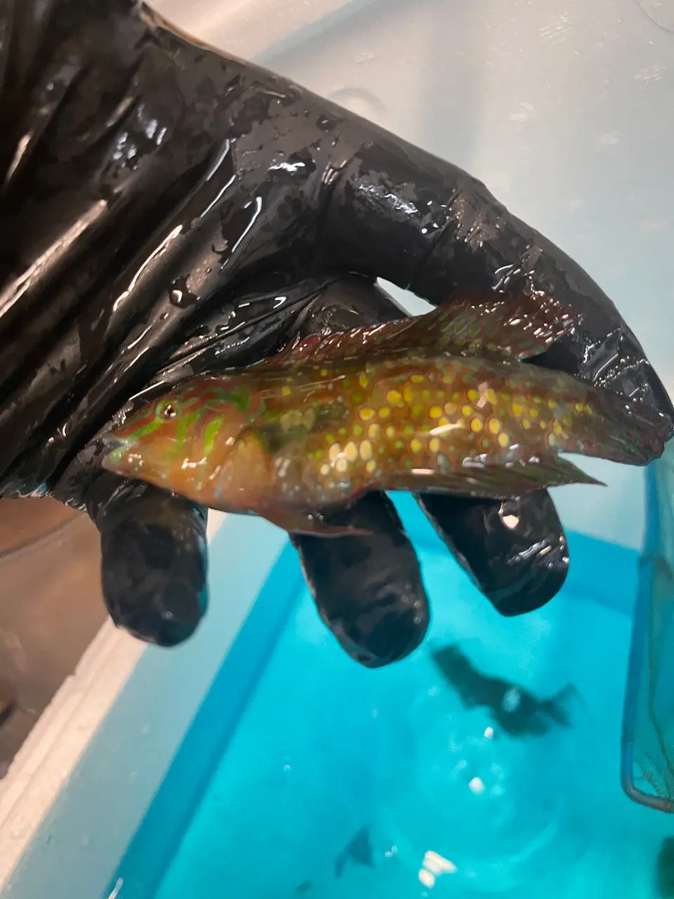 Gold Nugget Wrasse|Xenojulis Margaritaceus-3-4” 1