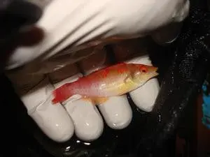 Debelius(Red Fin) Fairy Wrasse 1