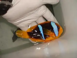Blue Stripe Clownfish -(Single Male) 1