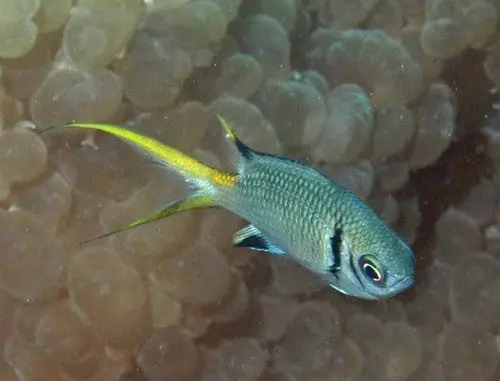 Mauritius Double Bar Chromis | Chromis Torquata 1