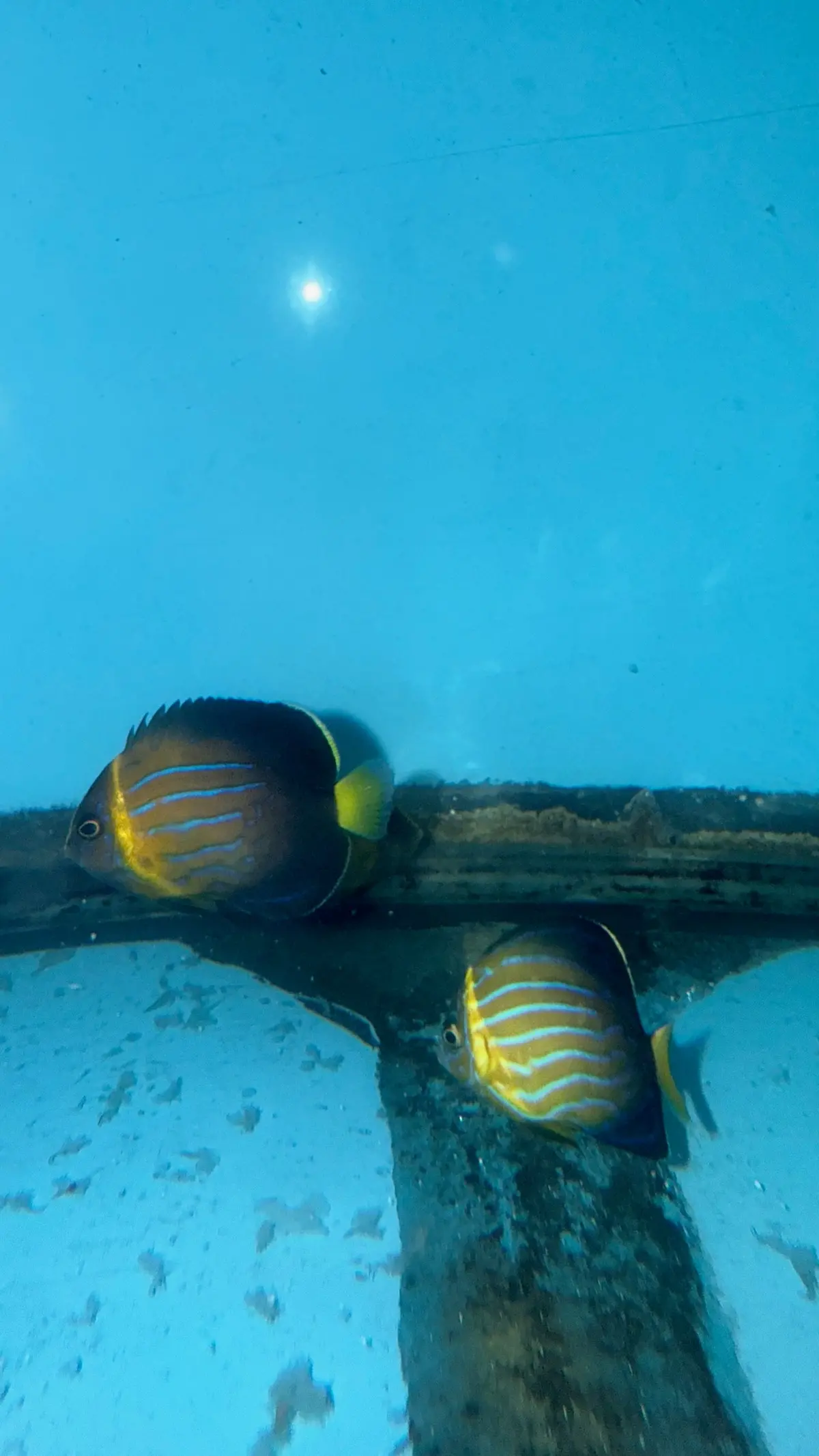Japanese Blue Line Angel | Chaetodontoplus Septentrionalis (1.5-2") 1