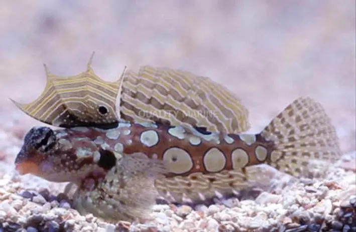 Circular Dragonet | Synchiropus Circularis 1