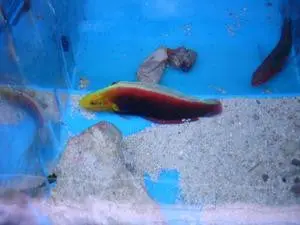 Radiant Wrasse 3" 1