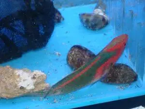 Exquisite Fairy Wrasse 1