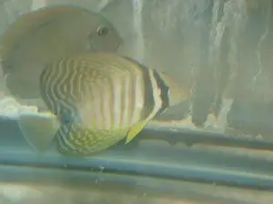 Red Sea Desjardin Sailfin Tang-(2-3”) 1