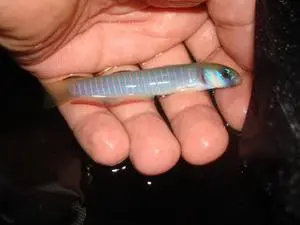 Bar (Zebra) Goby 1