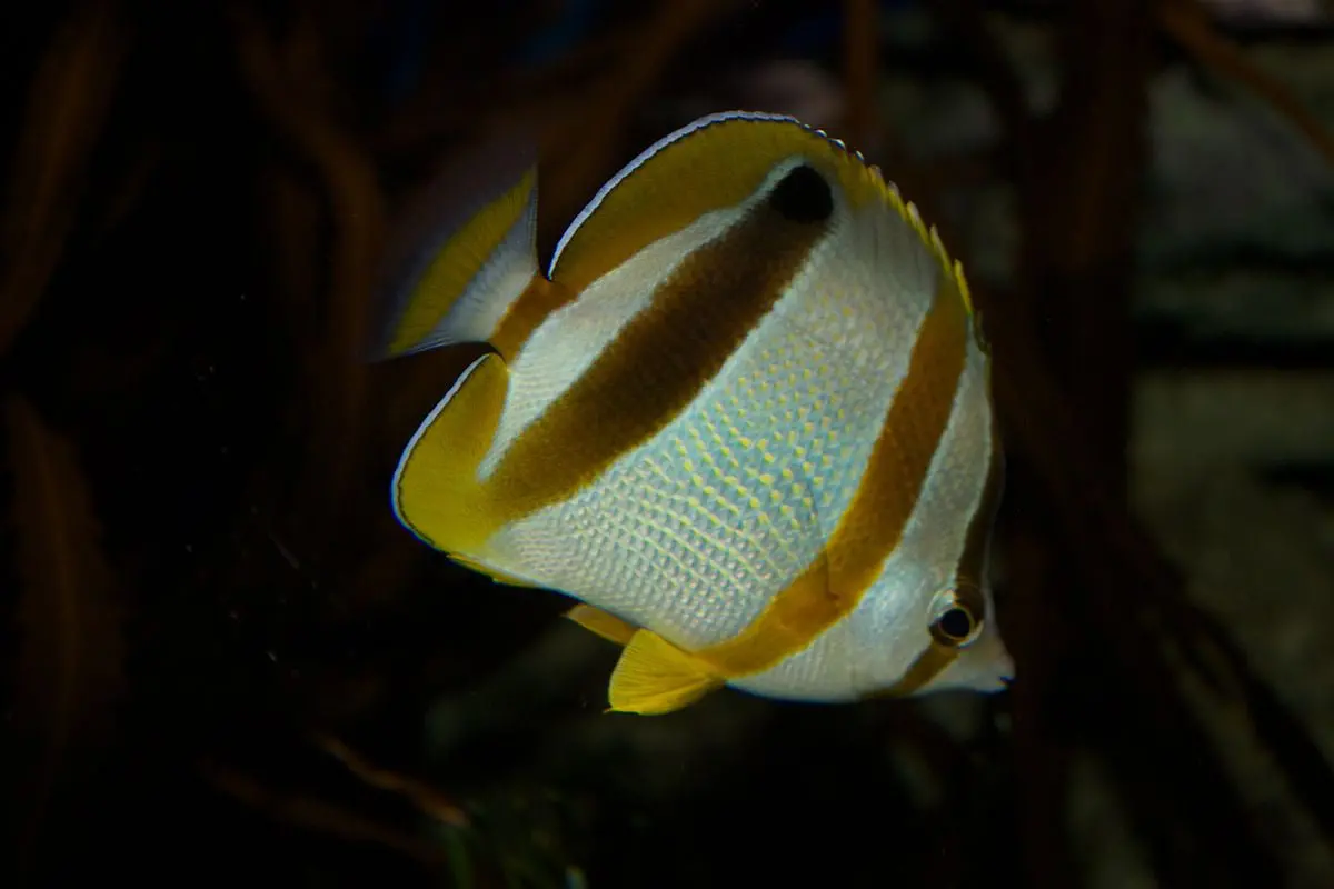 West African Three Banded Buttefly | Chaetodon Robustus 1