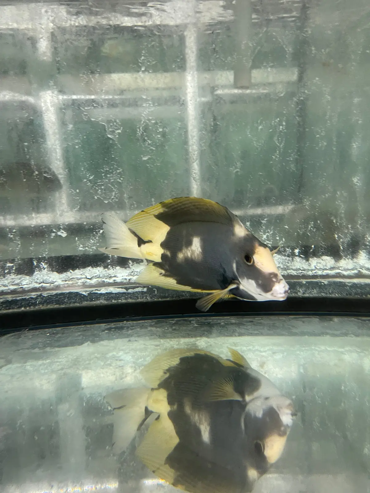 Aberrant Mimic Tang (Wysiwyg) 1