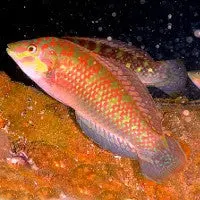 Bubblefin Wrasse (Halichoeres Nigrescens) 1