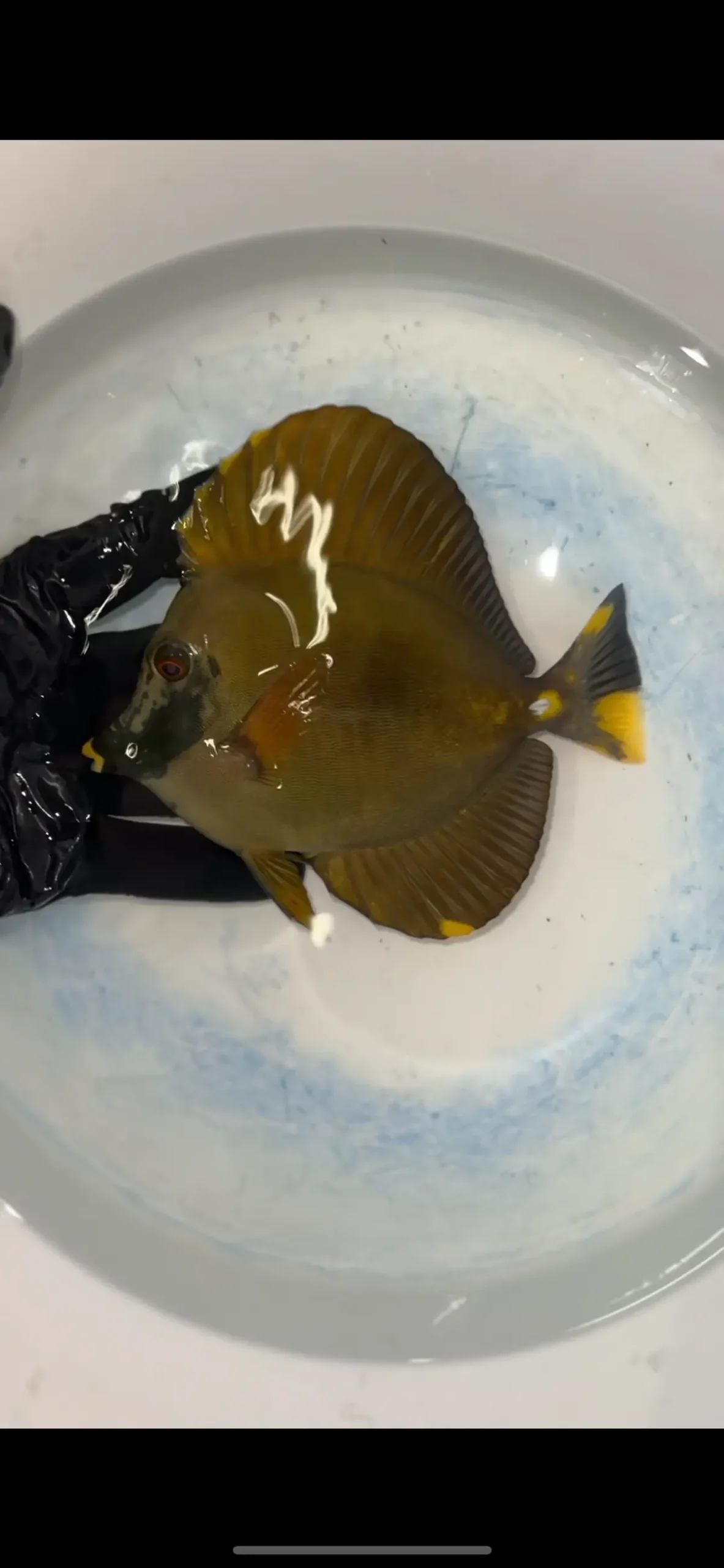 Tricolor Koi Scopas Tang (5")-#1 1