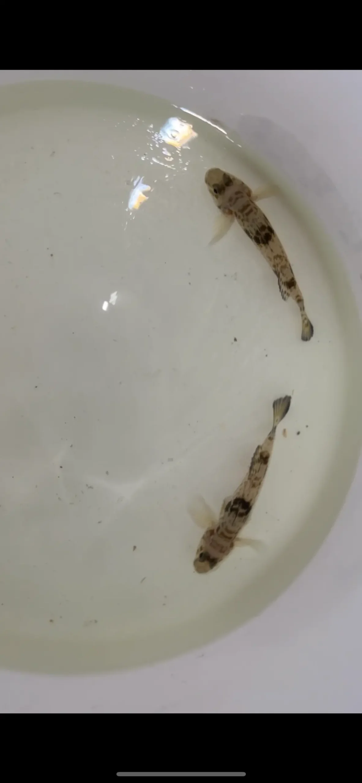Hairfin Goby, Yongeichthys Nebulosus  (3-4") 1