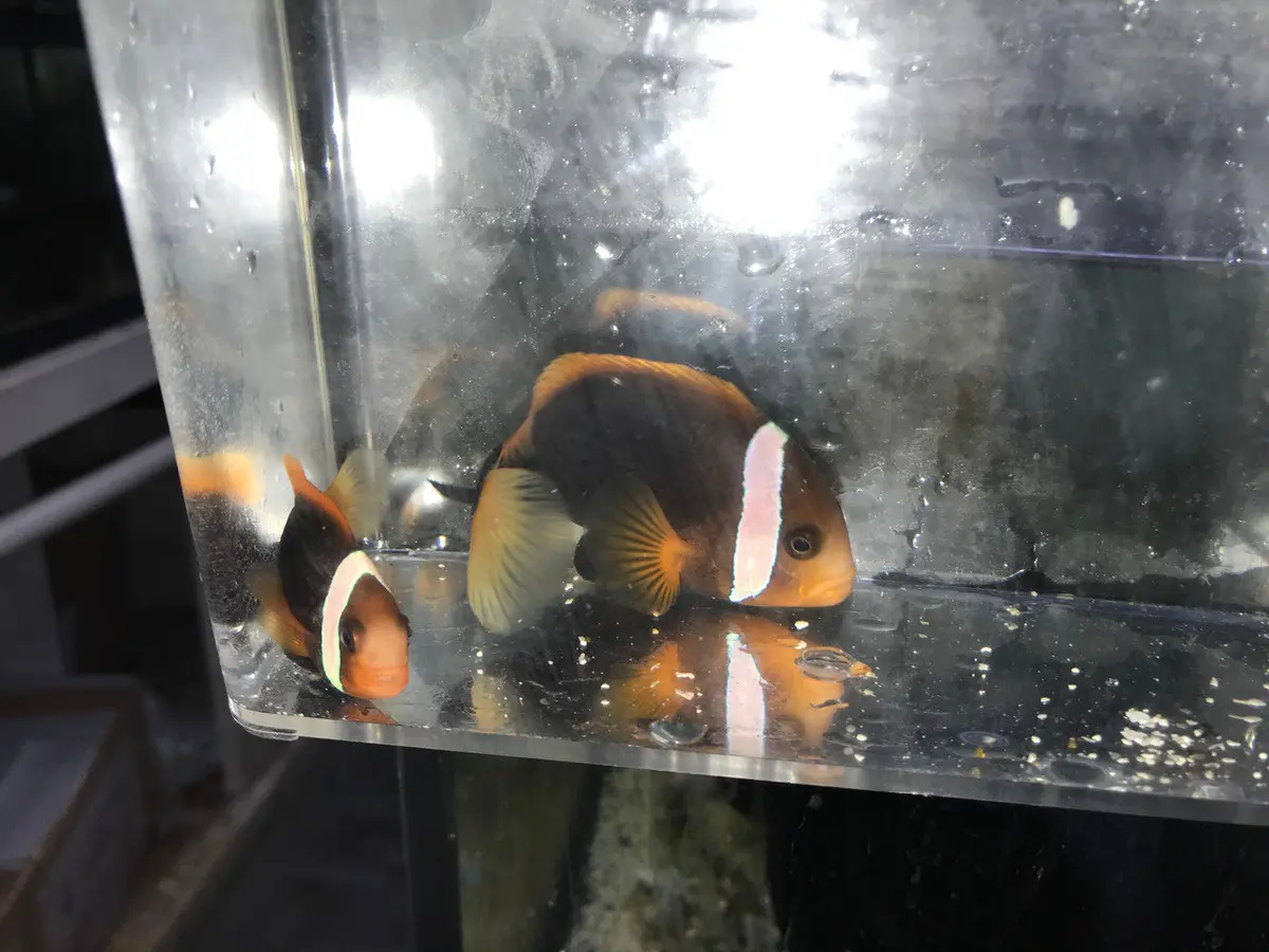 Pair Australian Ruby  Clownfish  |  Amphiprion Rubrocinctus (Wc) 1