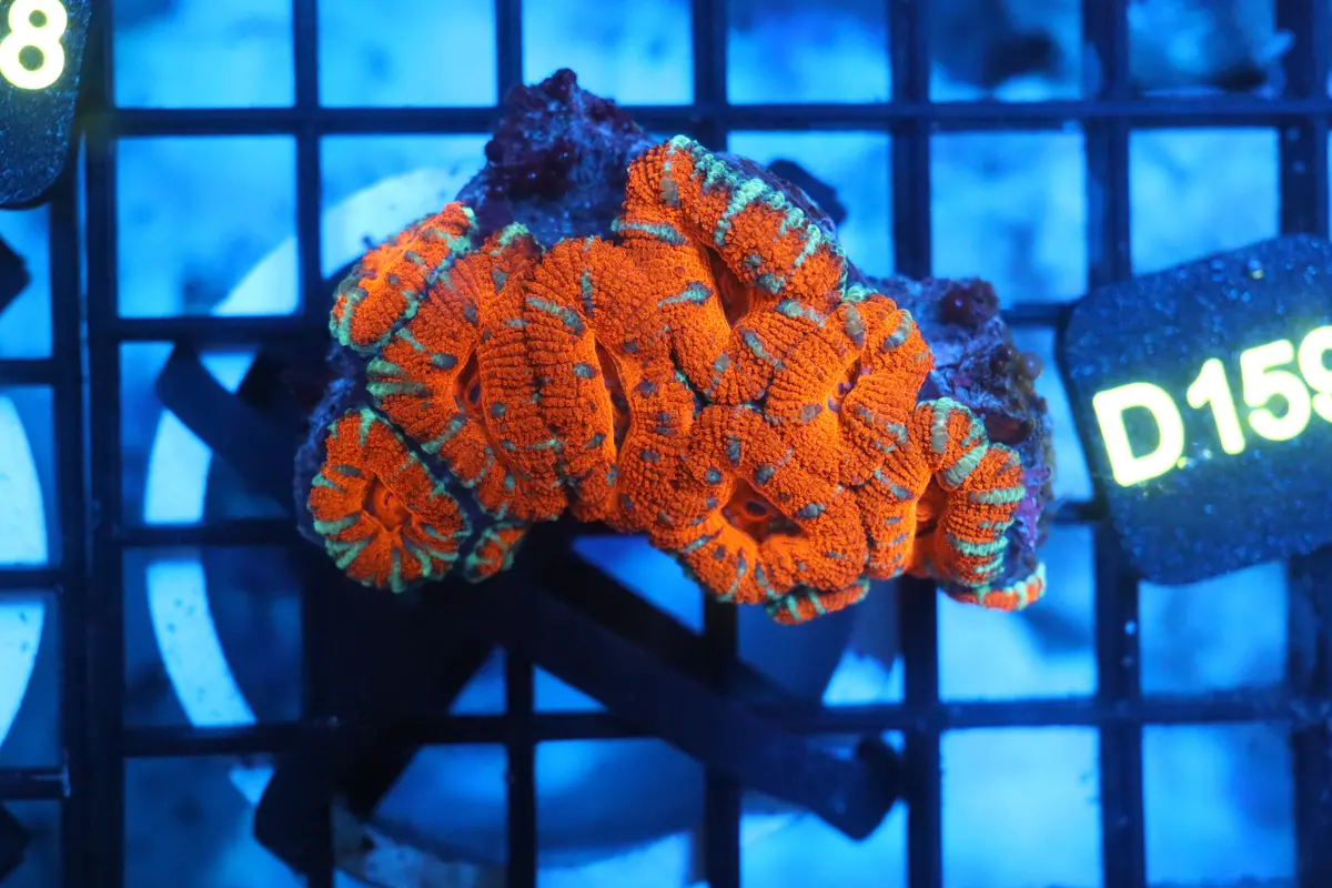 Micromussa Lord Colony (D159) 1