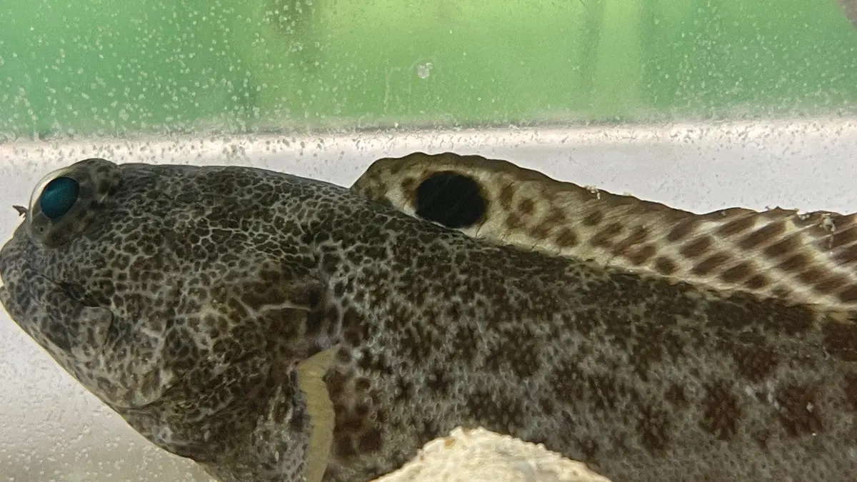 Darwin Jawfish | Opistognathus Darwiniensis (6") 2