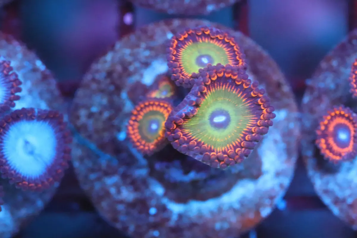 Sunny Day Zoa (A162) 1