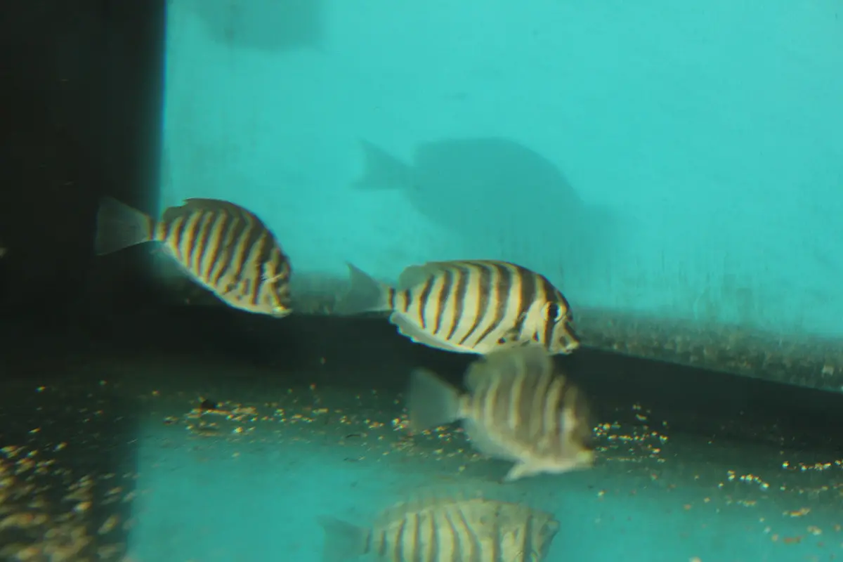 7" Mauritius Zebra Tang | Acanthurus Polyzona 1