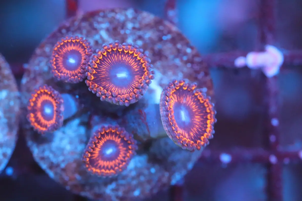 Ring Of Fire Zoa (A172) 1