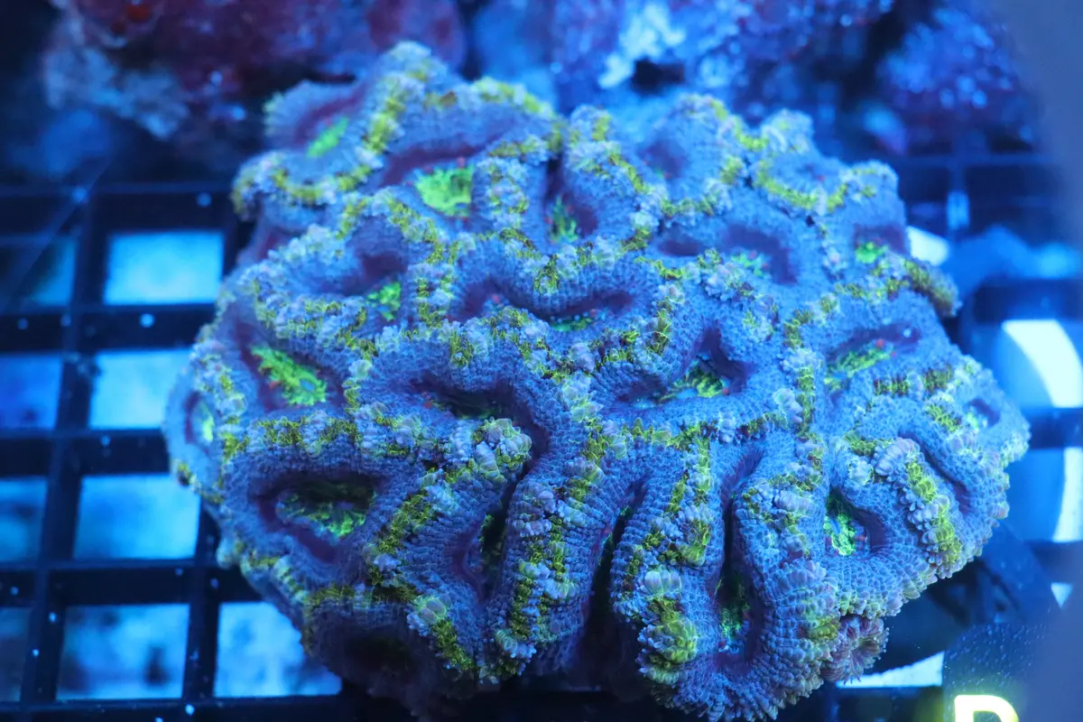 Micromussa Lord Colony (D173) 1