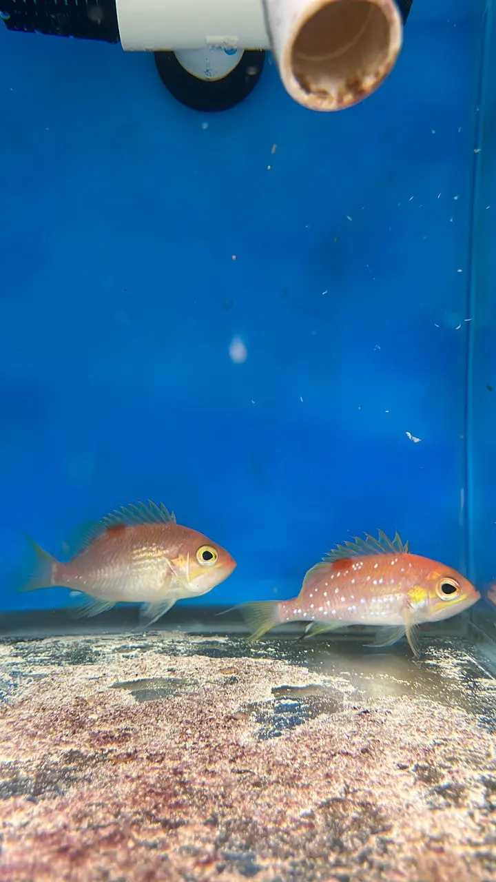 Pair Of Pearl-Spotted Anthias | Selenanthias Analis (4") Female 1