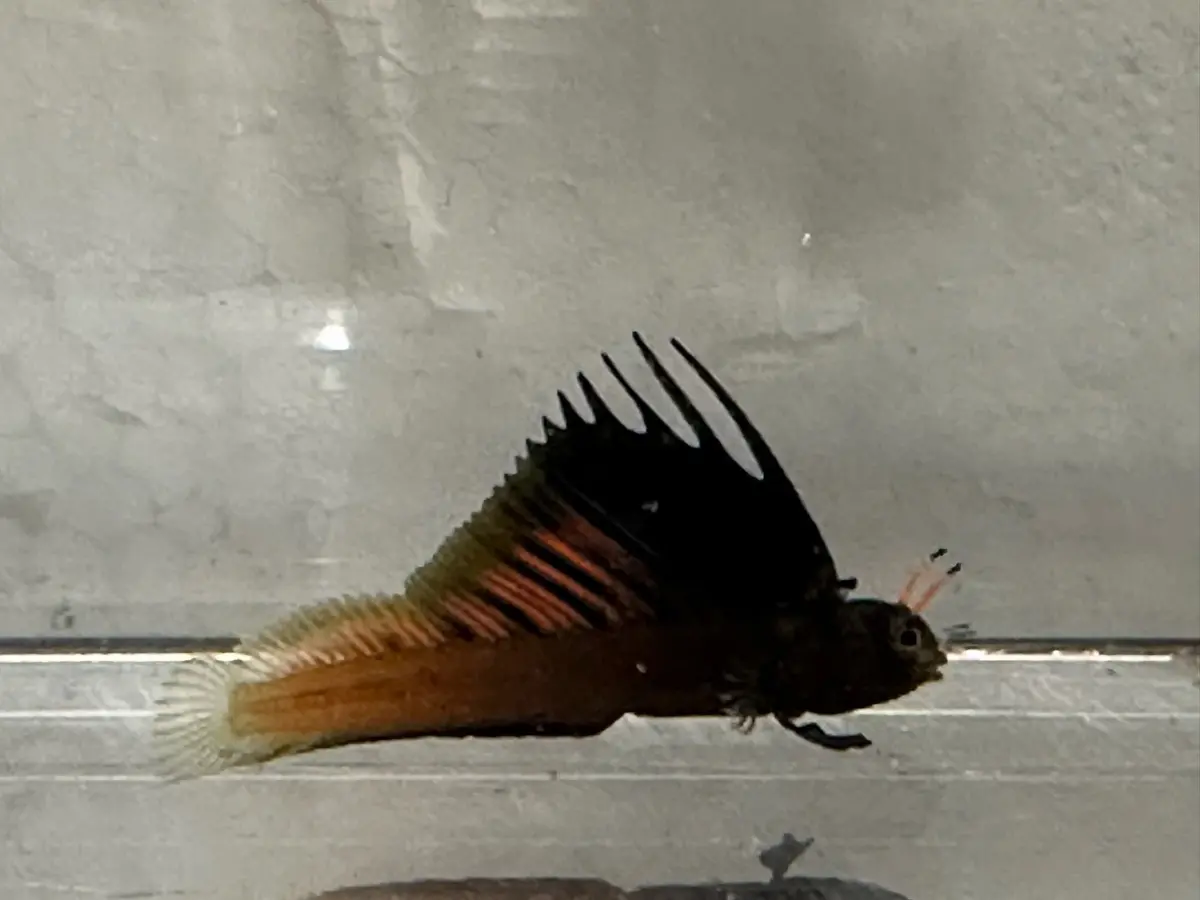 Gulf Signal Blenny Mali | Emblemaria Hypacanthus 1
