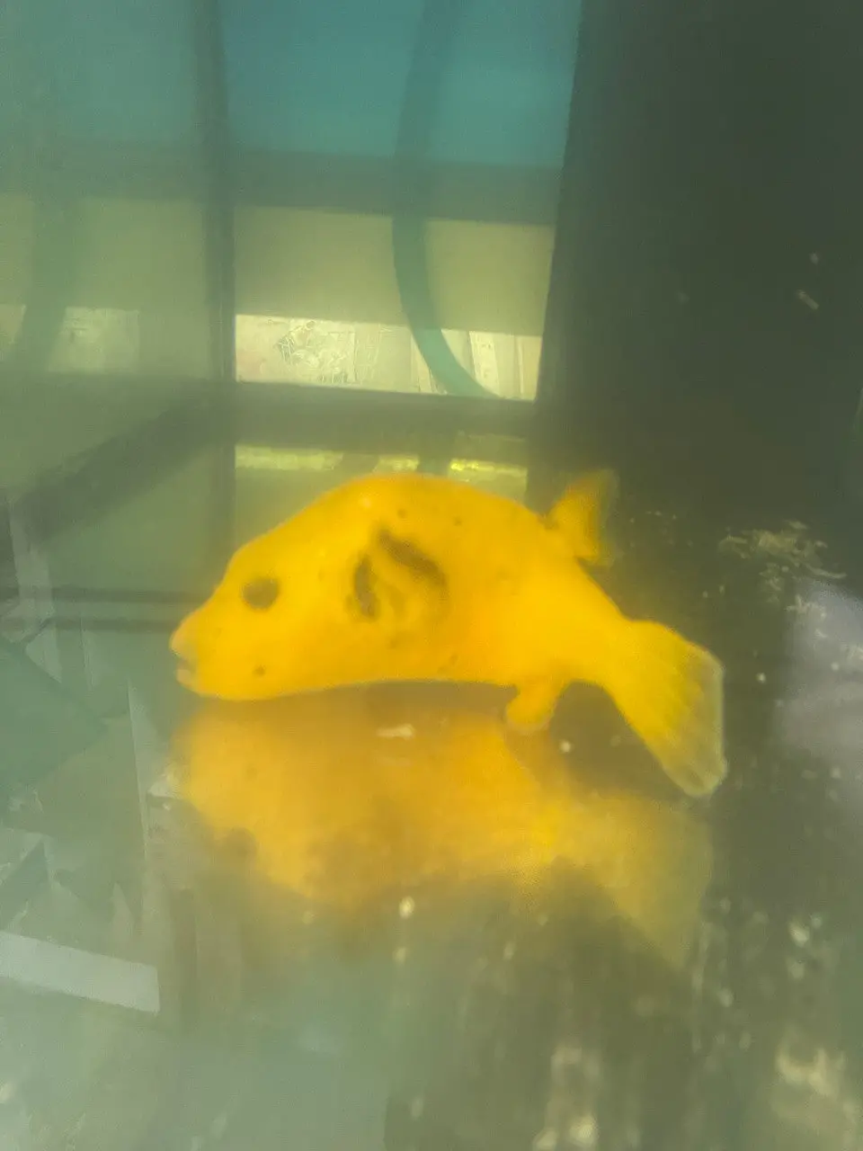 Golden Pufferfish (Kenya - 12”) 1