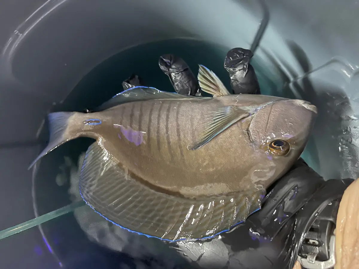 Doctorfish - Acanthurus Chirurgus (3") 1